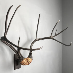 Mule Deer Rack