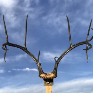 Mule Deer Rack Enhanced 1