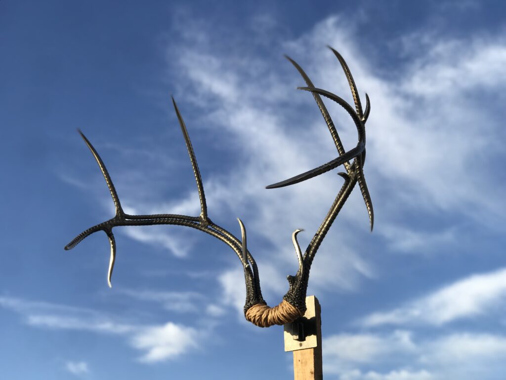 Mule Deer Rack Enhanced 2